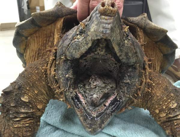 Mỹ: Giải cứu rùa cá sấu quý hiếm dưới cống thoát nước 2