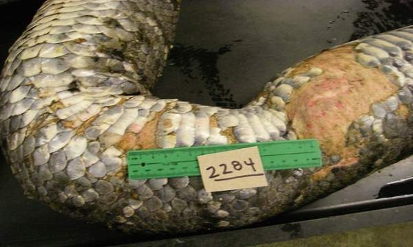Mỹ: Mổ trăn khổng lồ dài 5m phát hiện xác 3 con hươu 2
