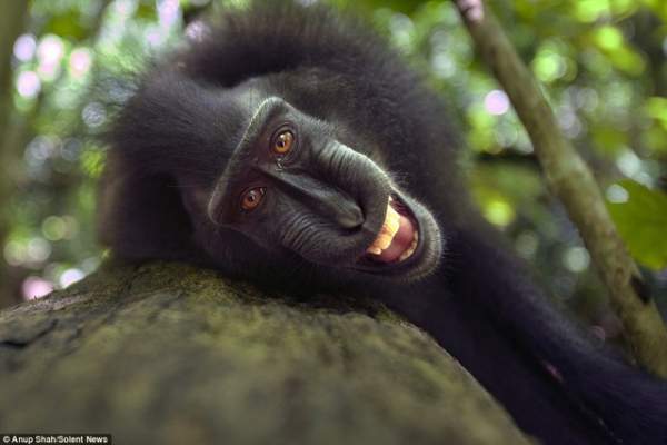 Loài khỉ kì lạ cứ thấy máy ảnh là cười toe, tạo dáng 3