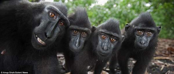 Loài khỉ kì lạ cứ thấy máy ảnh là cười toe, tạo dáng 6