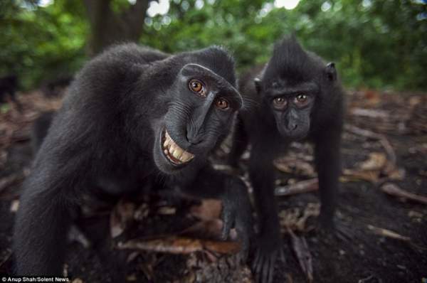 Loài khỉ kì lạ cứ thấy máy ảnh là cười toe, tạo dáng 2