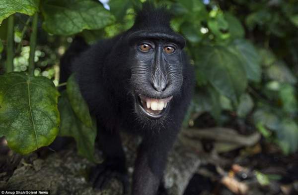 Loài khỉ kì lạ cứ thấy máy ảnh là cười toe, tạo dáng 4