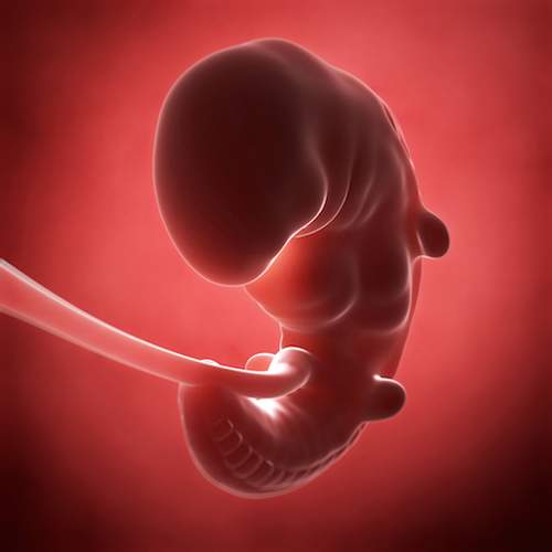 Mang thai tháng thứ 1: Chuyện gì xảy ra sau khoảnh khắc thụ thai? 6