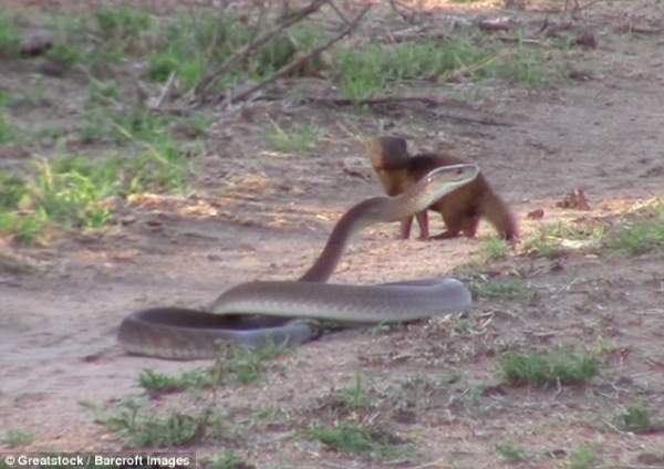 Cầy liều mạng đánh đuổi rắn khổng lồ độc nhất châu Phi