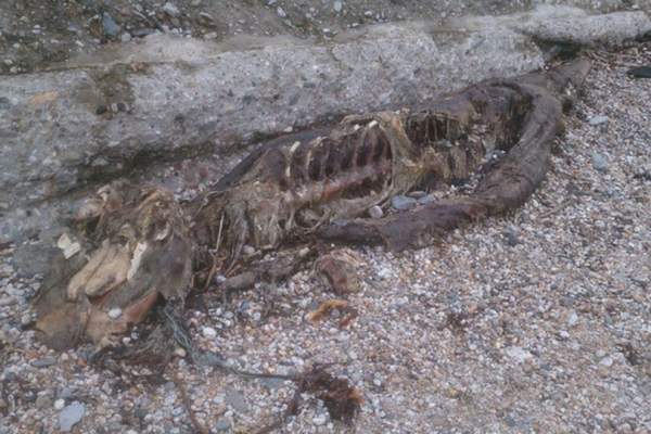 Phát hiện xác rắn biển huyền thoại dạt vào bờ biển Anh? 2