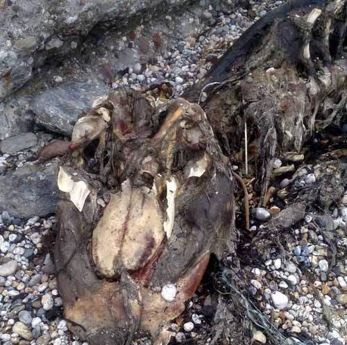 Phát hiện xác rắn biển huyền thoại dạt vào bờ biển Anh? 3