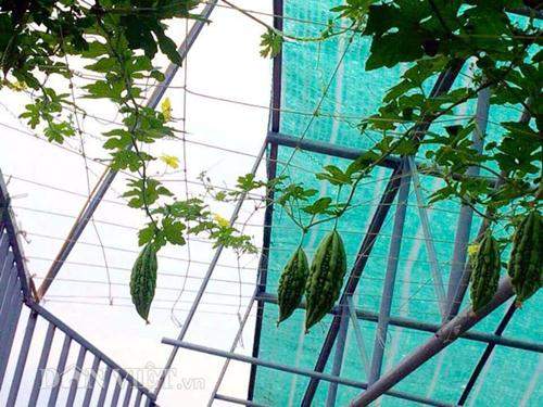 Xuýt xoa vườn cây trái trĩu giàn trên sân thượng của ông bố Thủ đô 48
