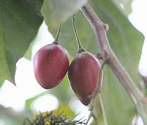 Kỹ thuật trồng cây cà chua lạ cho năng suất “khủng” được người làm vườn săn đón 18