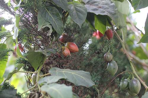 Kỹ thuật trồng cây cà chua lạ cho năng suất “khủng” được người làm vườn săn đón 21