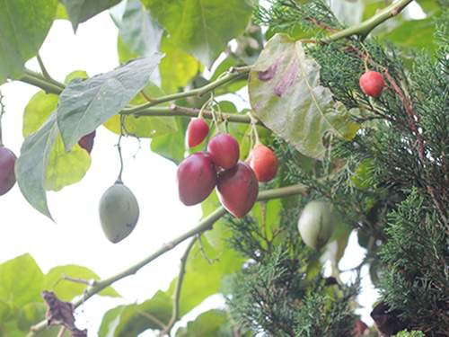 Kỹ thuật trồng cây cà chua lạ cho năng suất “khủng” được người làm vườn săn đón 3