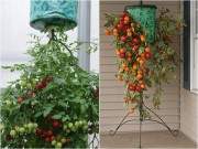 Kỹ thuật trồng cây cà chua lạ cho năng suất “khủng” được người làm vườn săn đón 23