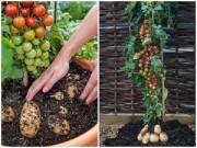 Kỹ thuật trồng cây cà chua lạ cho năng suất “khủng” được người làm vườn săn đón 24