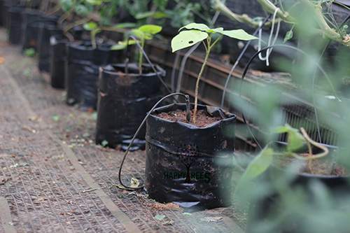 Kỹ thuật trồng cây cà chua lạ cho năng suất “khủng” được người làm vườn săn đón 12