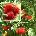 Kỹ thuật trồng cây cà chua lạ cho năng suất “khủng” được người làm vườn săn đón 25