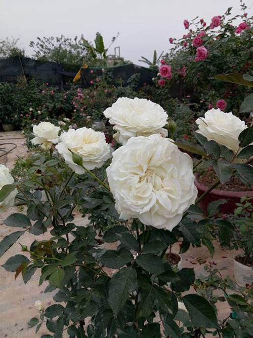 Ghé thăm vườn hồng không mất phí và đẹp hơn lễ hội hoa hồng 33
