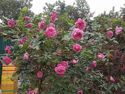 Ghé thăm vườn hồng không mất phí và đẹp hơn lễ hội hoa hồng 24