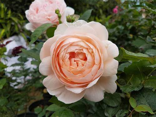 Ghé thăm vườn hồng không mất phí và đẹp hơn lễ hội hoa hồng 6