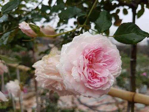 Ghé thăm vườn hồng không mất phí và đẹp hơn lễ hội hoa hồng 39