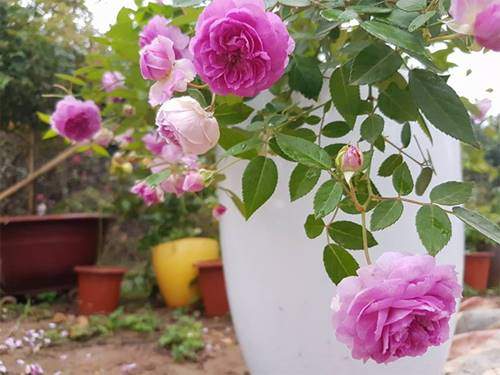 Ghé thăm vườn hồng không mất phí và đẹp hơn lễ hội hoa hồng 21