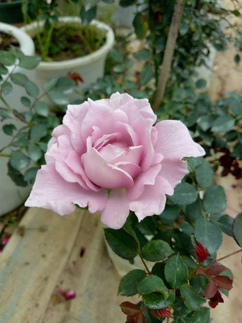 Ghé thăm vườn hồng không mất phí và đẹp hơn lễ hội hoa hồng 36