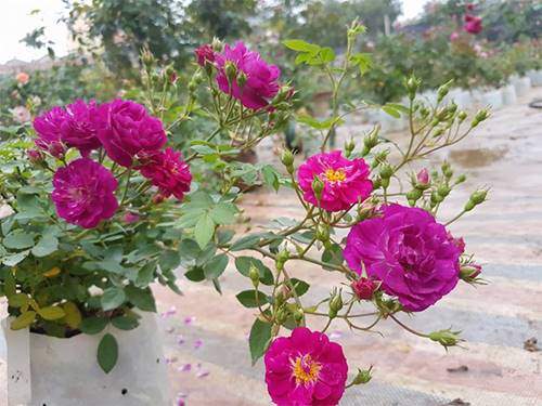 Ghé thăm vườn hồng không mất phí và đẹp hơn lễ hội hoa hồng 3