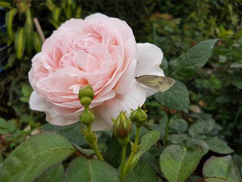 Ghé thăm vườn hồng không mất phí và đẹp hơn lễ hội hoa hồng 15
