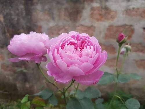 Ghé thăm vườn hồng không mất phí và đẹp hơn lễ hội hoa hồng 42