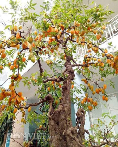 Sửng sốt với cặp khế bonsai ra quả từ gốc tới đỉnh ngọn 12
