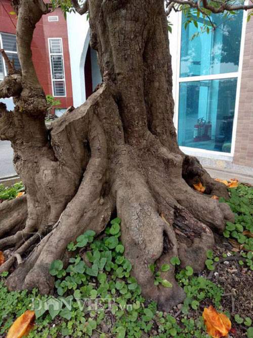 Sửng sốt với cặp khế bonsai ra quả từ gốc tới đỉnh ngọn 21