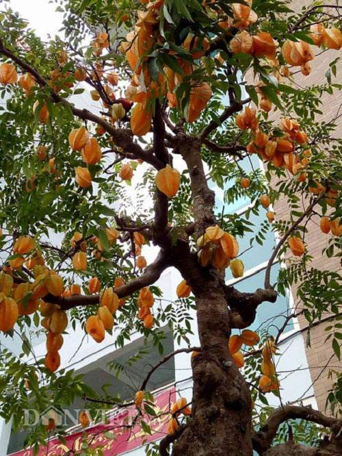 Sửng sốt với cặp khế bonsai ra quả từ gốc tới đỉnh ngọn 3