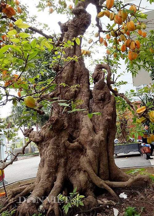 Sửng sốt với cặp khế bonsai ra quả từ gốc tới đỉnh ngọn 9