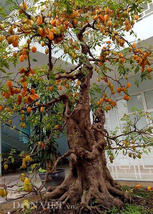Sửng sốt với cặp khế bonsai ra quả từ gốc tới đỉnh ngọn 6