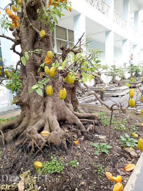 Sửng sốt với cặp khế bonsai ra quả từ gốc tới đỉnh ngọn 18