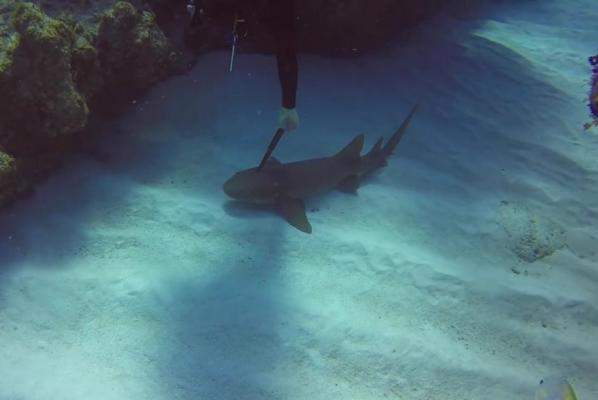 Video: Thợ lặn liều lĩnh rút dao găm trên đầu cá mập