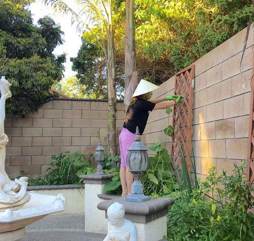 "Búp bê" Thanh Thảo đội nón lá, giản dị làm vườn trong biệt thự hạng sang tại Mỹ 33