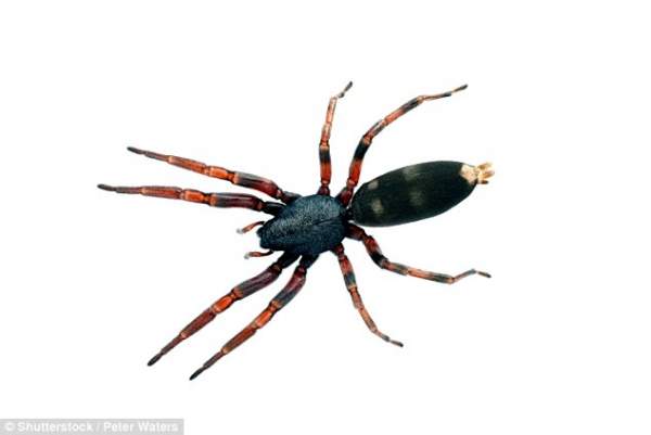 Úc: Cụt cả hai chân vì bị nhện đuôi trắng cắn 3