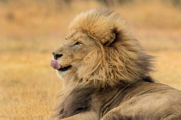 Sư tử đẹp trai “xõa tóc” tung bay trong gió 2