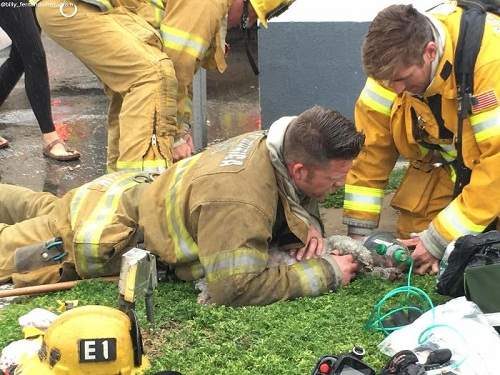 Hành động kỳ lạ của người lính cứu hỏa với chú chó hấp hối trong đám cháy khiến người xem bật khóc 9