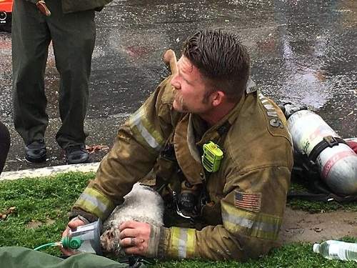 Hành động kỳ lạ của người lính cứu hỏa với chú chó hấp hối trong đám cháy khiến người xem bật khóc 3