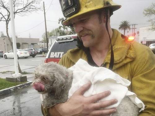 Hành động kỳ lạ của người lính cứu hỏa với chú chó hấp hối trong đám cháy khiến người xem bật khóc 21