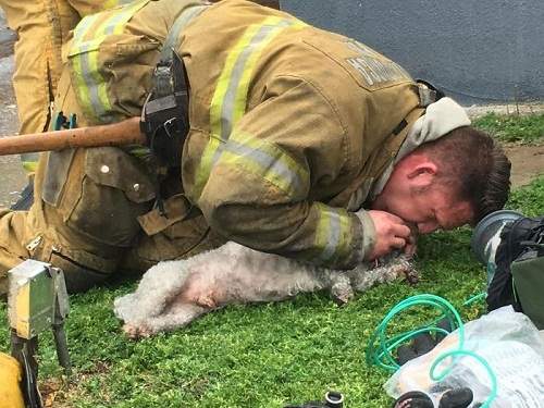 Hành động kỳ lạ của người lính cứu hỏa với chú chó hấp hối trong đám cháy khiến người xem bật khóc 6