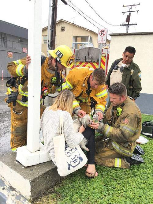 Hành động kỳ lạ của người lính cứu hỏa với chú chó hấp hối trong đám cháy khiến người xem bật khóc 18