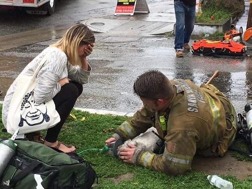Hành động kỳ lạ của người lính cứu hỏa với chú chó hấp hối trong đám cháy khiến người xem bật khóc 12