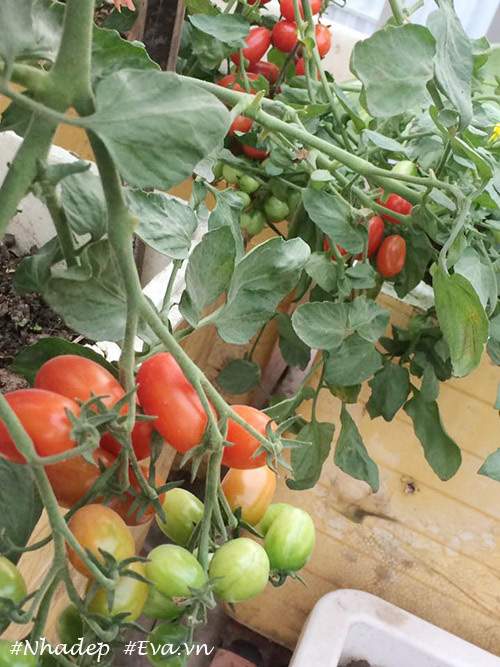 Ngưỡng mộ vườn rau quả xanh tốt "vạn người mê" trên sân thượng của ông bố Hà Thành 30