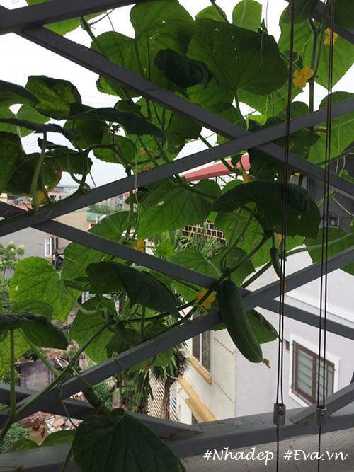 Ngưỡng mộ vườn rau quả xanh tốt "vạn người mê" trên sân thượng của ông bố Hà Thành 36