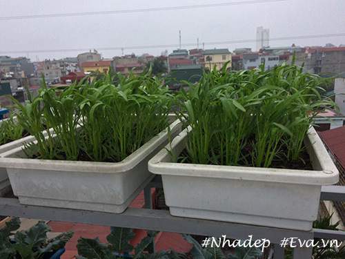 Ngưỡng mộ vườn rau quả xanh tốt "vạn người mê" trên sân thượng của ông bố Hà Thành 15