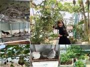 "Soái ca” Hải Phòng "cãi" bố mẹ biến sân thượng thành vườn rau xanh đã mắt 33