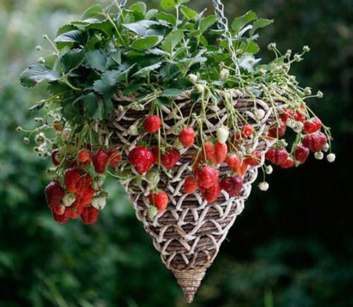 7 loại trái cây và rau mà nông dân phố có thể trồng trong giỏ treo 6