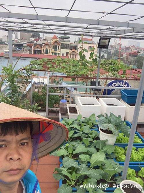 Ngưỡng mộ vườn rau quả xanh tốt "vạn người mê" trên sân thượng của ông bố Hà Thành 3