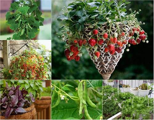 7 loại trái cây và rau mà nông dân phố có thể trồng trong giỏ treo 3